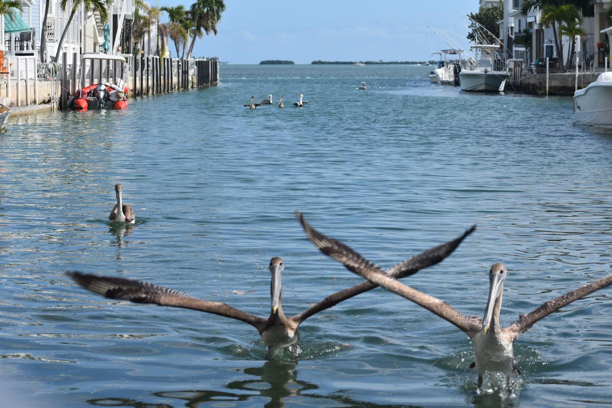 Pelican'S Roost, Waterfront Comfort At Venture Out Cudjoe Key ภายนอก รูปภาพ