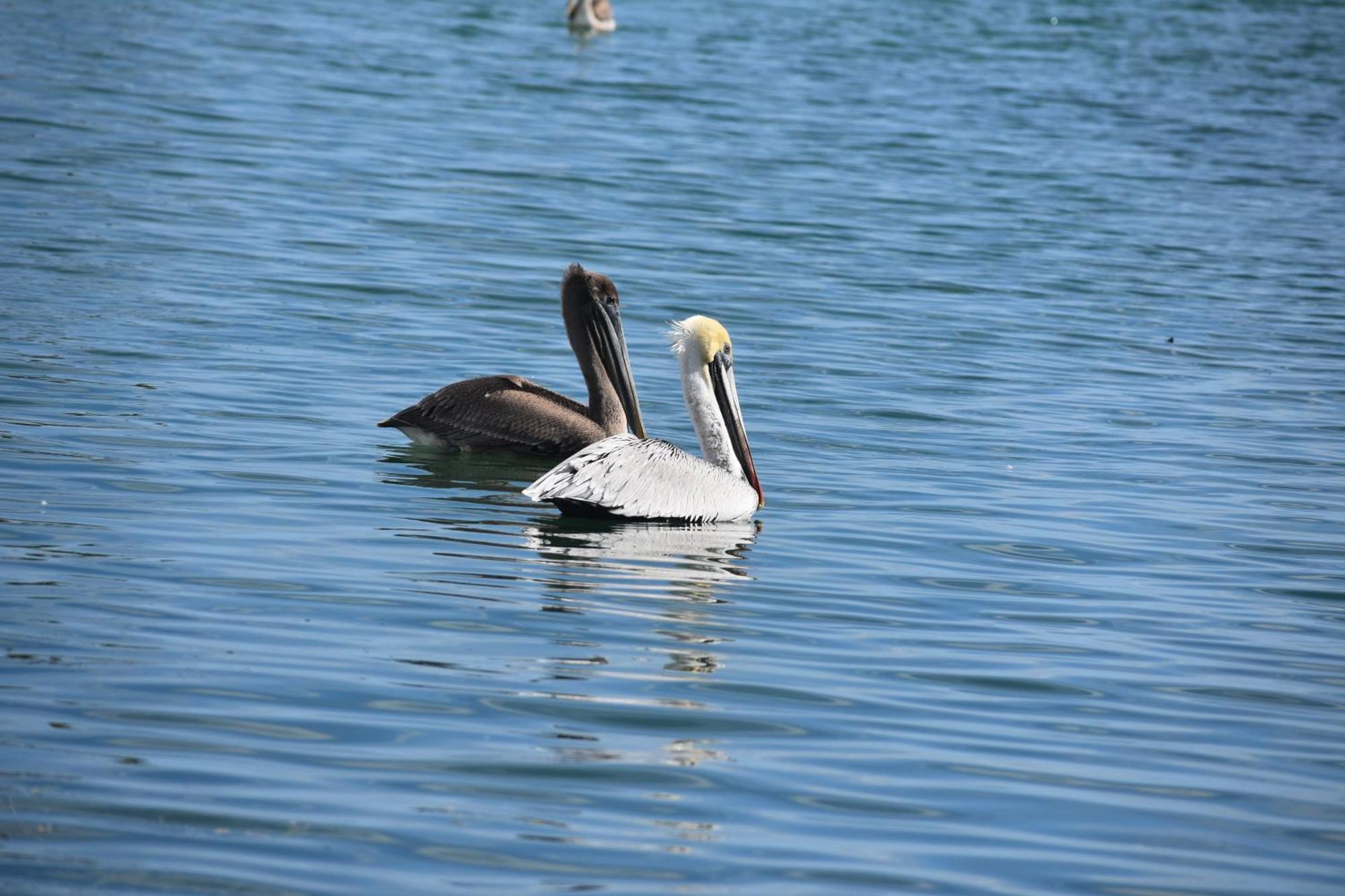 Pelican'S Roost, Waterfront Comfort At Venture Out Cudjoe Key ภายนอก รูปภาพ